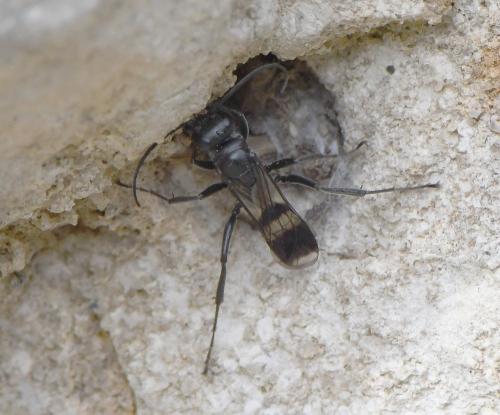 Réf. 241 812 : Dipogon sp.